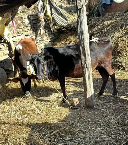 pahadi animal
