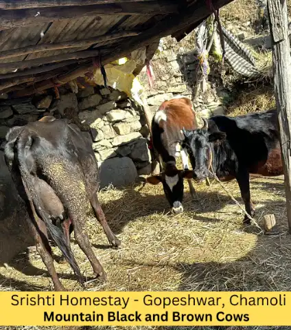pahadi animal