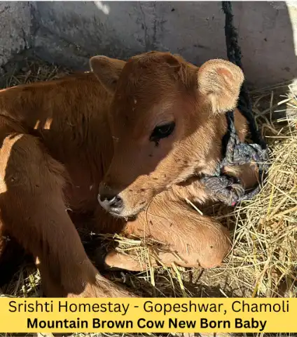 pahadi animal