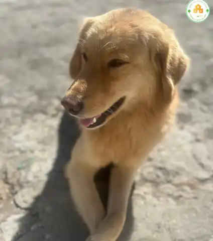 pahadi animal