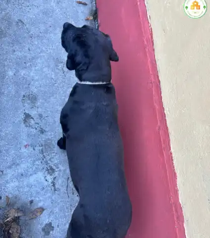 pahadi animal
