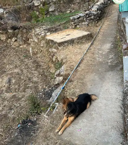 pahadi animal