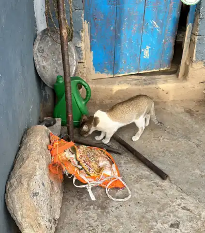 pahadi animal